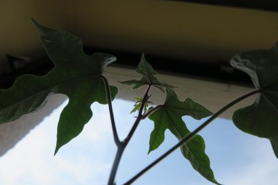 Brachychiton acerifolius - brachychiton javorolistý - tříletý semenáček